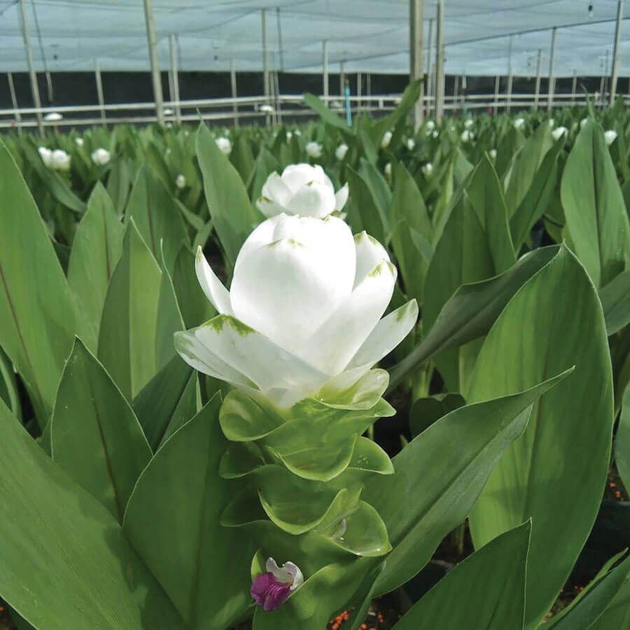 'White Jasmine' Ornamental Turmeric Bulbs