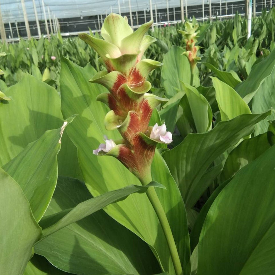 curcuma plant indoor Curcuma 'Emerald Green' Bulbs