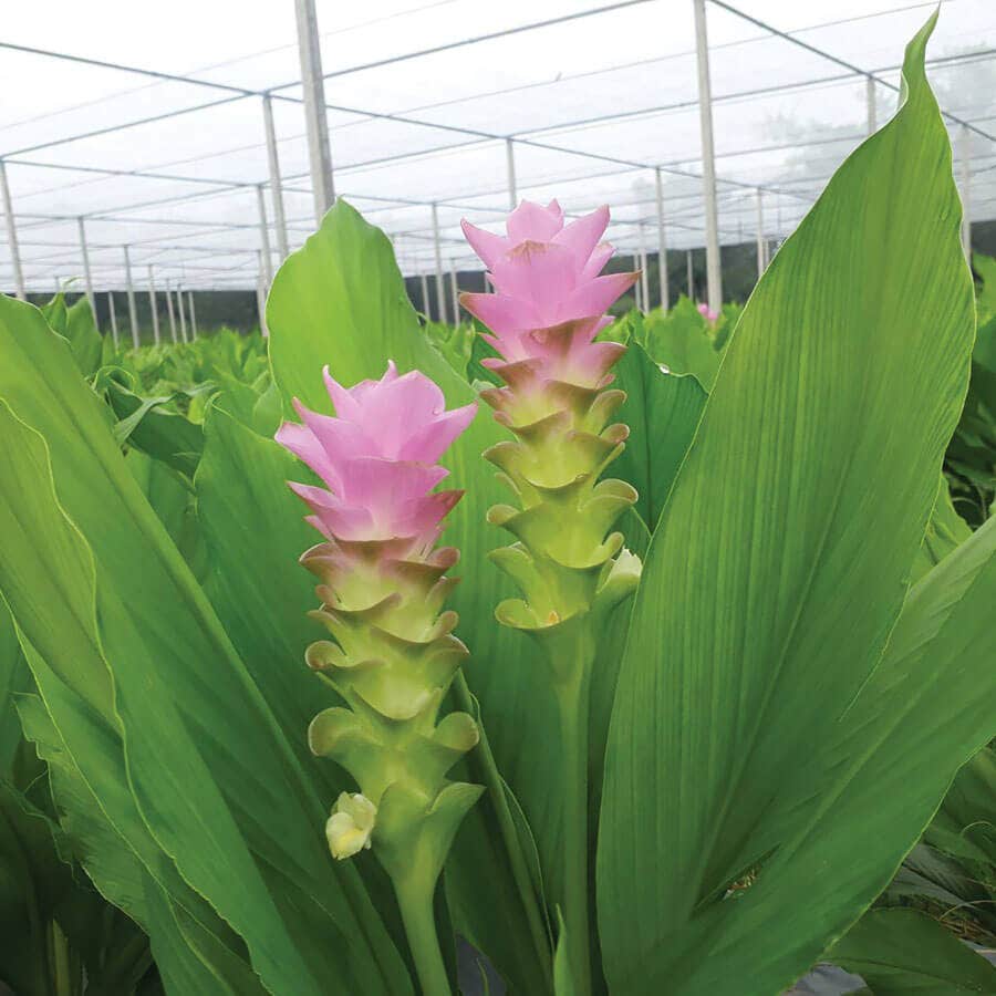 'Laddawan' Ornamental Turmeric Bulbs