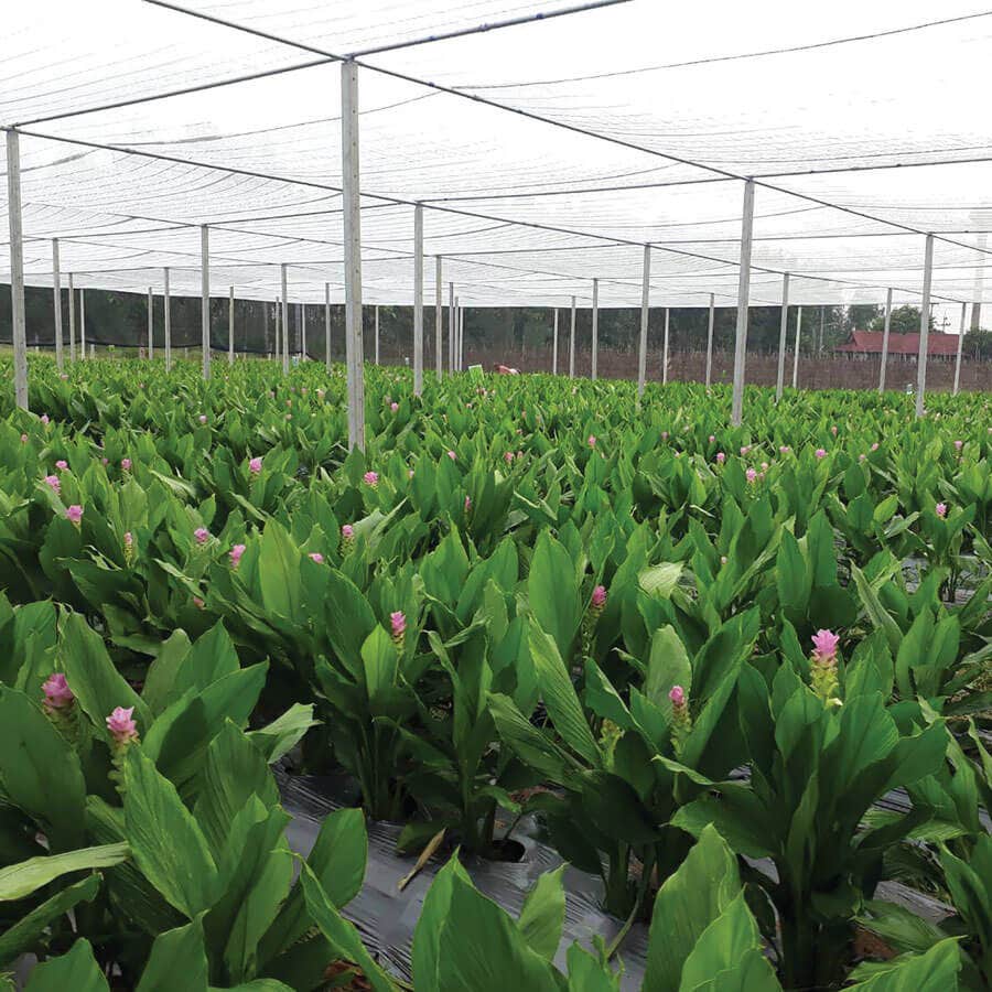 'Laddawan' Ornamental Turmeric Bulbs