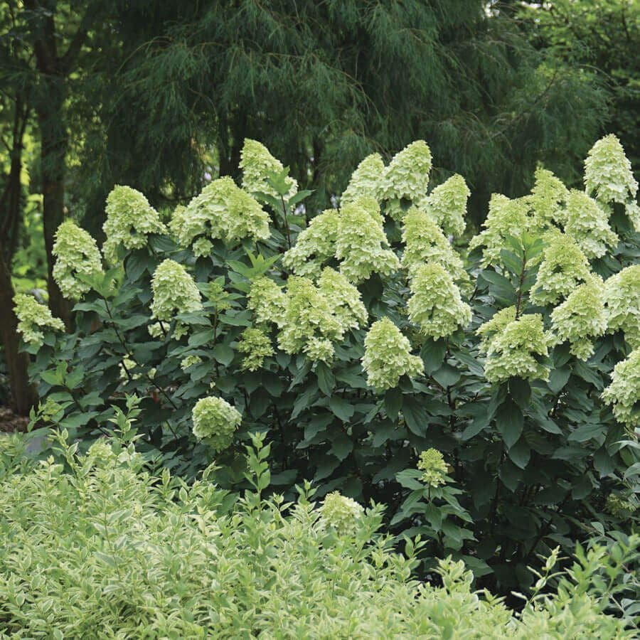 Hydrangea LIMELIGHT PRIME™