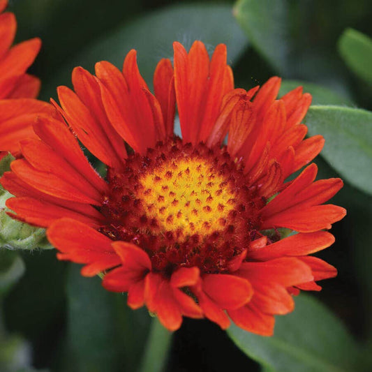 Gaillardia REALFLOR® 'Sunset Celebration'