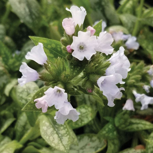 Pulmonaria Opal