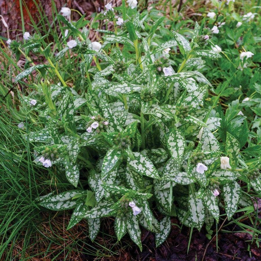 Pulmonaria Opal