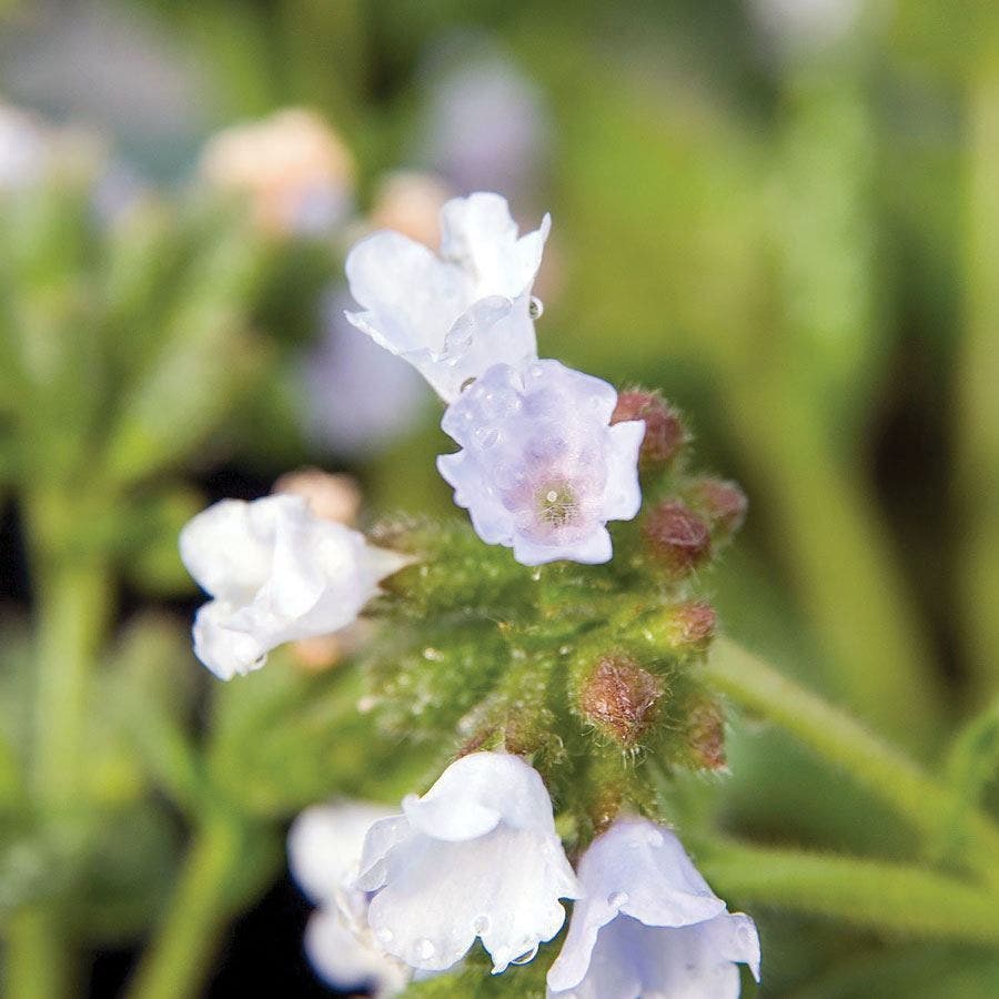 Pulmonaria Opal