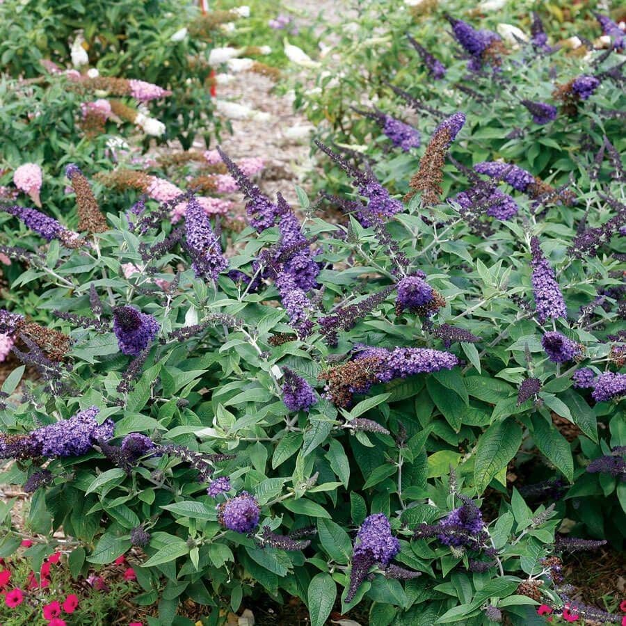 Pugster Blue® Butterfly Bush