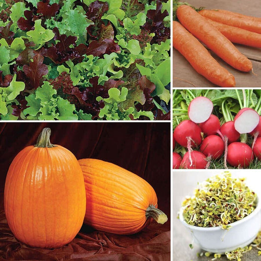 Ultimate Park Seed Kid's Garden Seed Collection