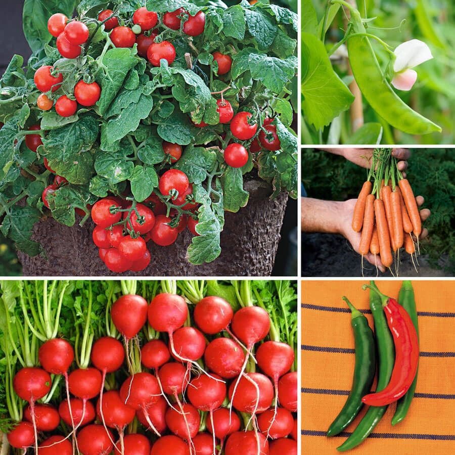 container vegetable garden seeds Ultimate Park Seed Container Seed Collection