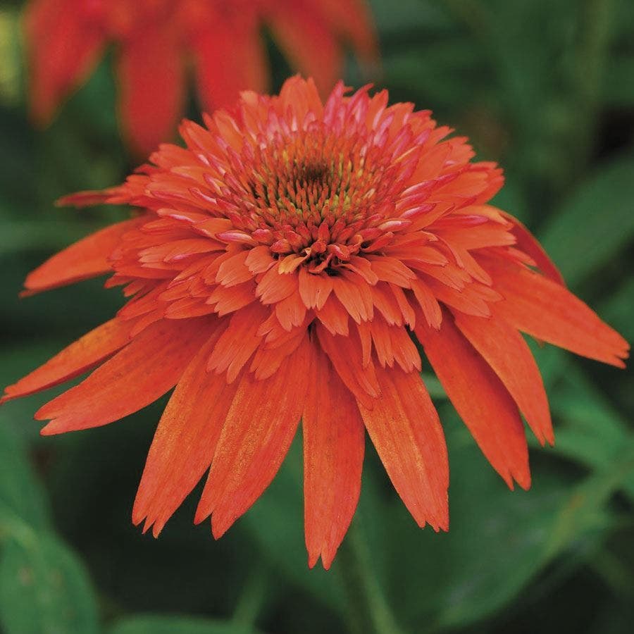 double echinacea seeds Echinacea Double Scoop™ Mandarin