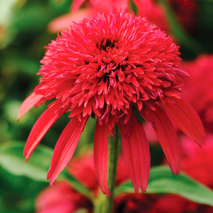 double scoop cranberry echinacea seeds Echinacea Double Scoop™ Cranberry