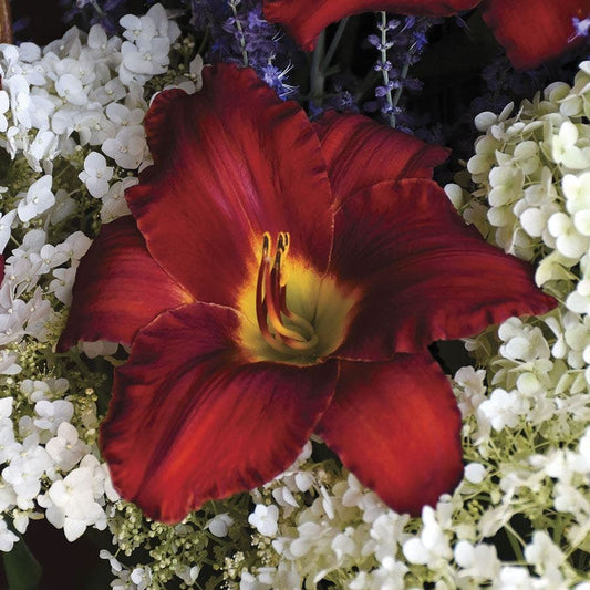 Hemerocallis 'Sun Dried Tomatoes'