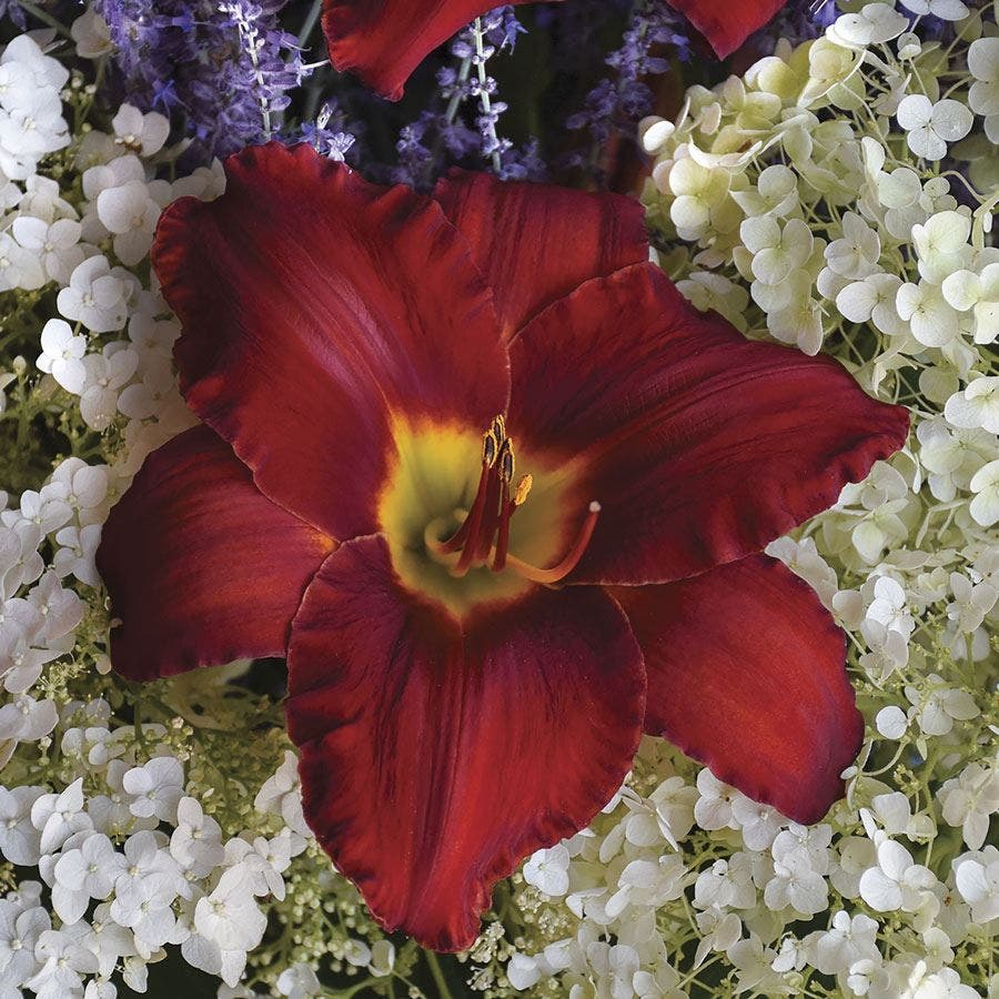 Hemerocallis 'Sun Dried Tomatoes'