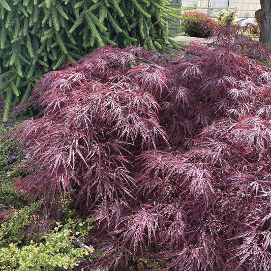 Acer 'Crimson Queen'