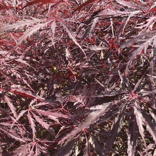 Acer 'Tamukeyama'