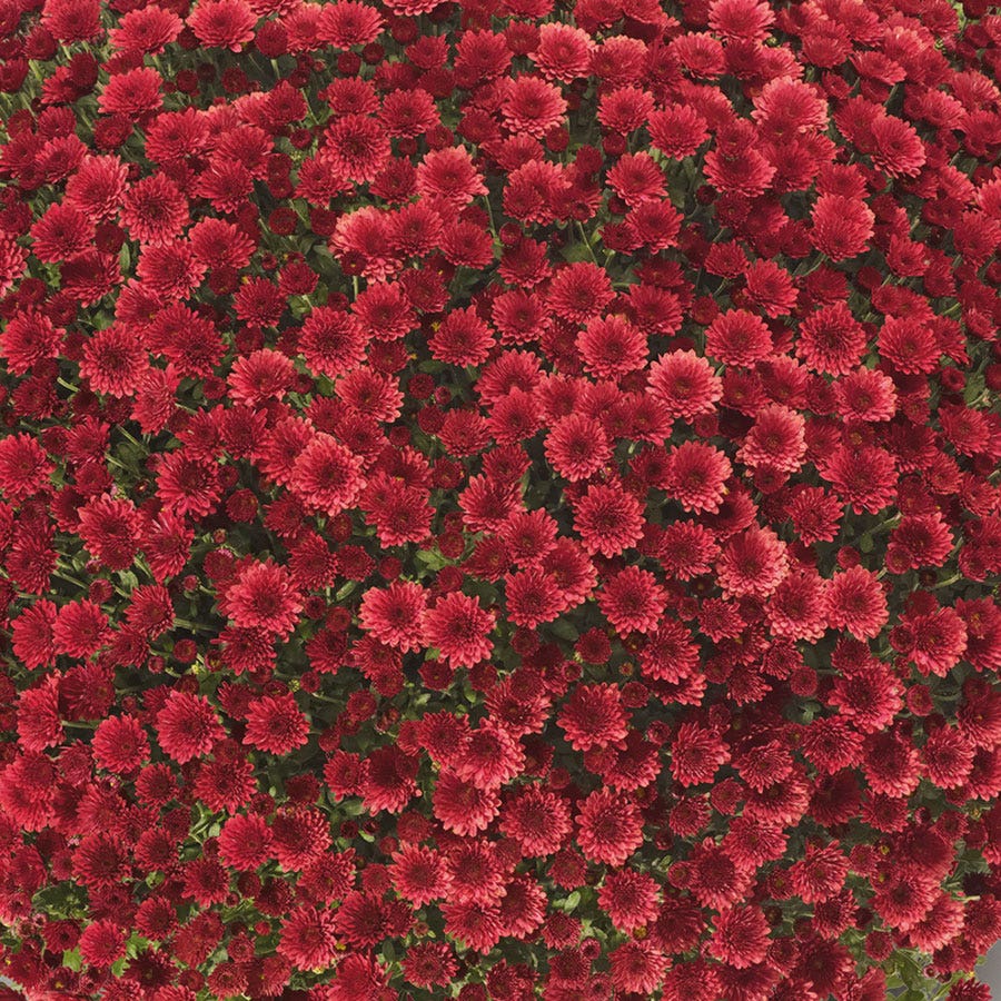 Blooming Block Staviski™ Mum Mix