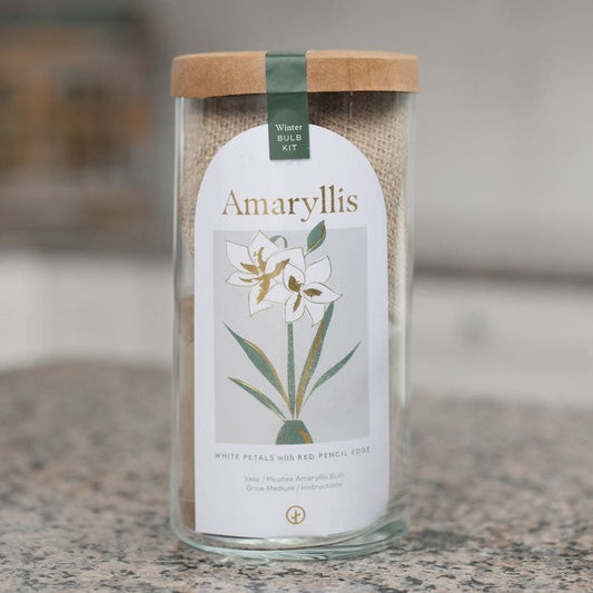 Modern Sprout  Amaryllis Bulb Kit