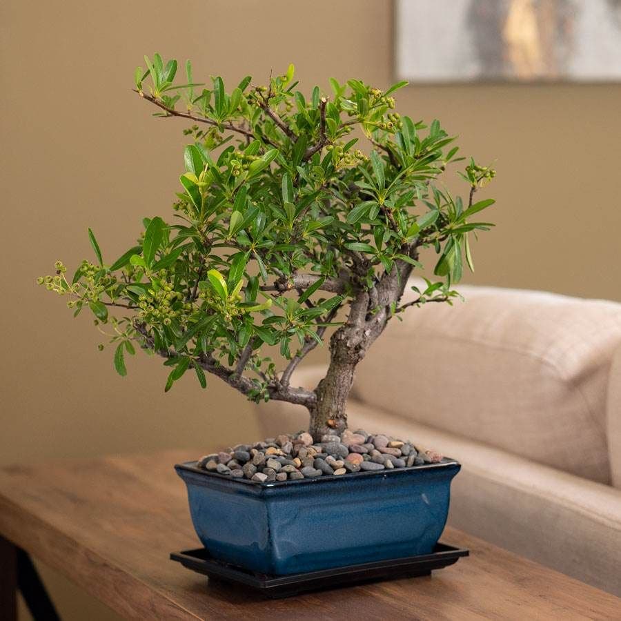 black bean tree bonsai Pyracantha Bonsai