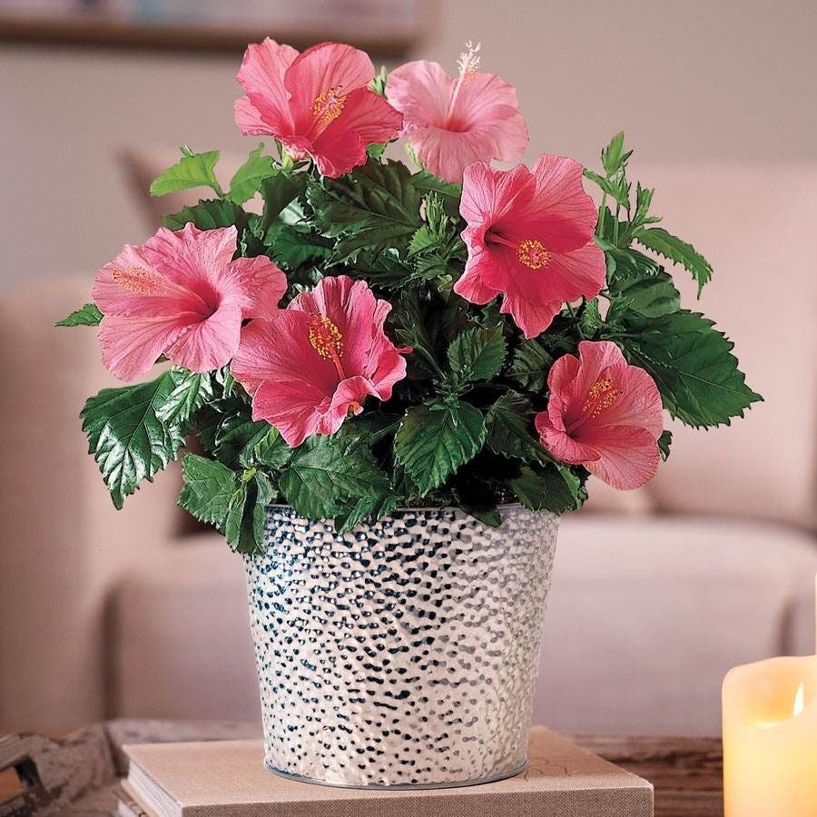Lipstick Pink Hibiscus Plant