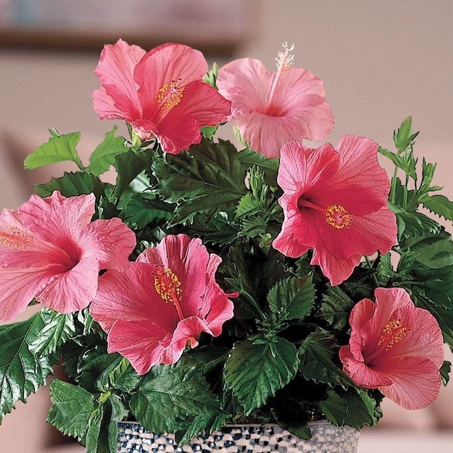 Lipstick Pink Hibiscus Plant