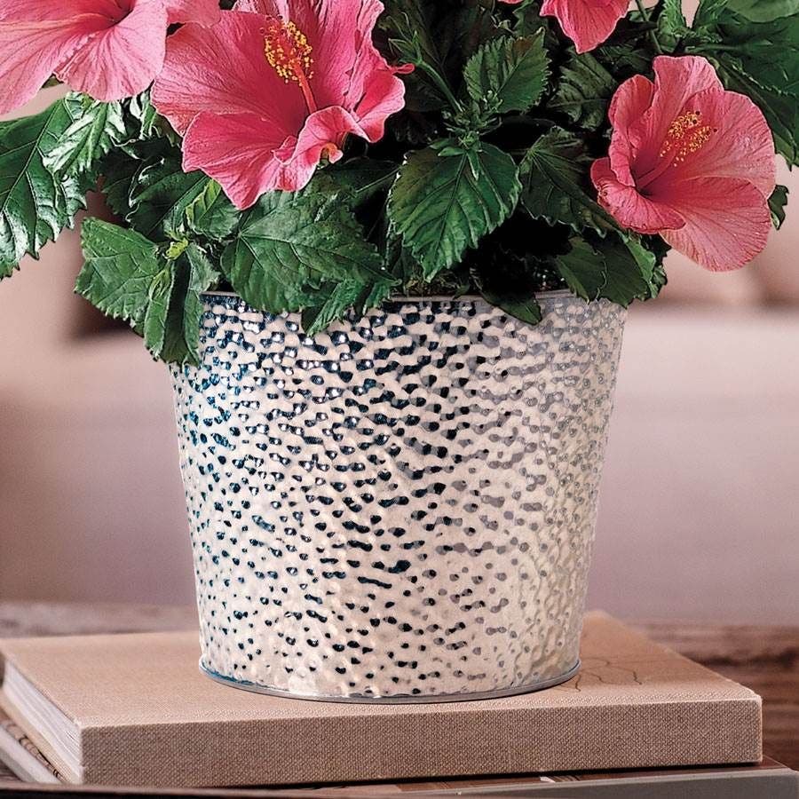 Lipstick Pink Hibiscus Plant