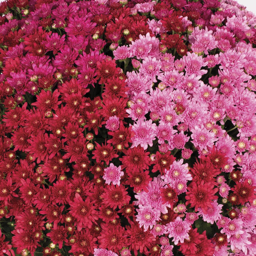 Blooming Block Wanda™ Fall Berry™ Color My Fall™ Mum Mix