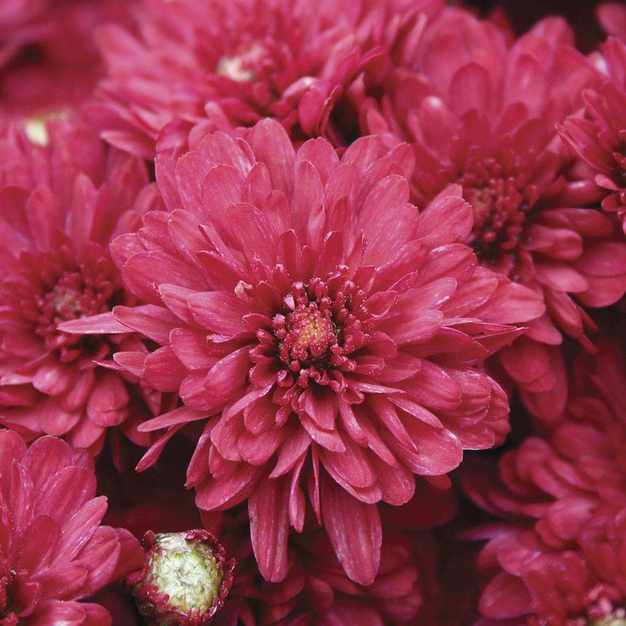 Blooming Block Wanda™ Fall Berry™ Color My Fall™ Mum Mix