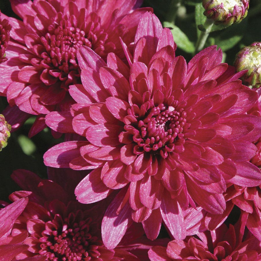 Blooming Block Wanda™ Fall Berry™ Color My Fall™ Mum Mix