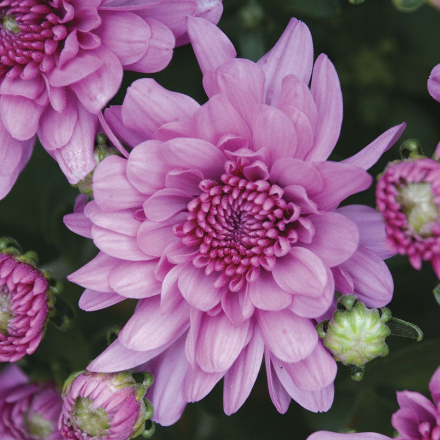 Blooming Block Wanda™ Fall Berry™ Color My Fall™ Mum Mix