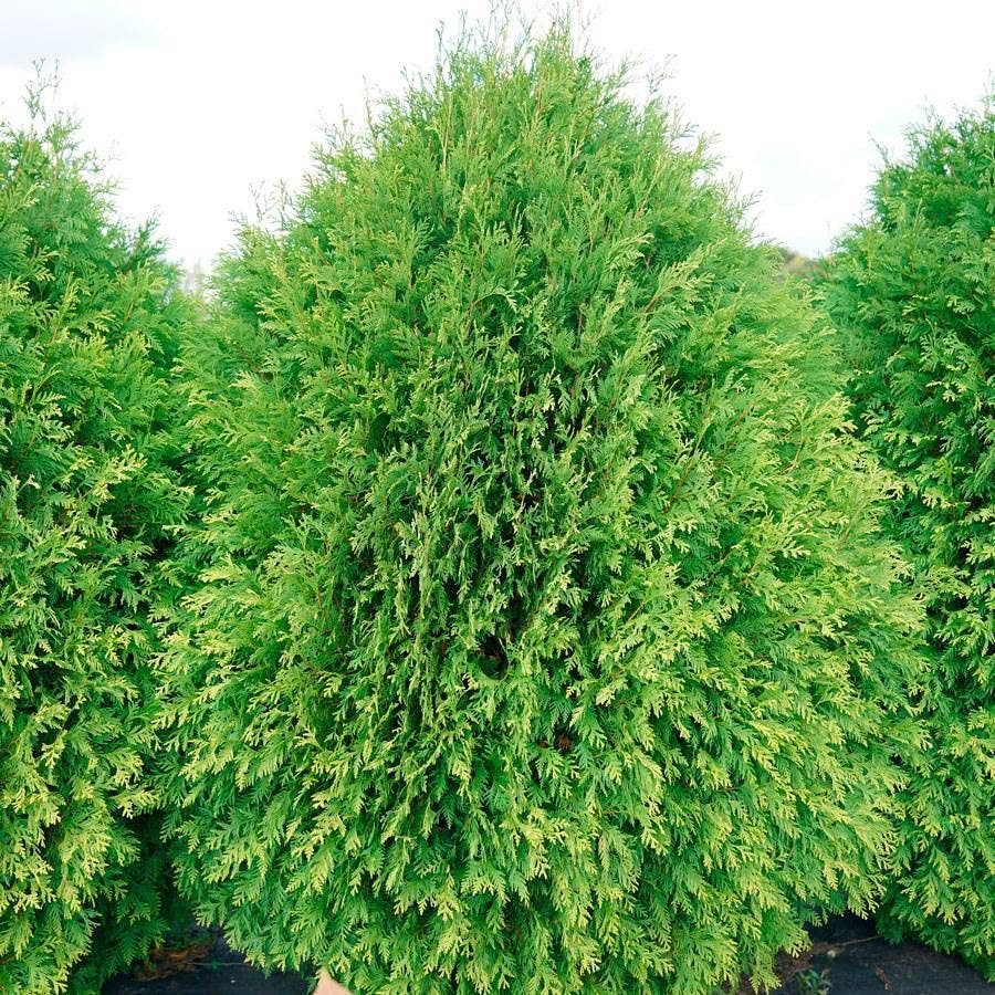 Thuja Cheer Drops™