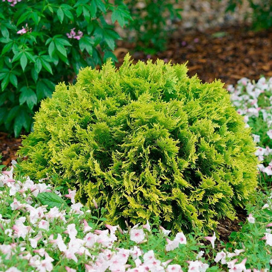 Thuja ANNA'S MAGIC BALL®
