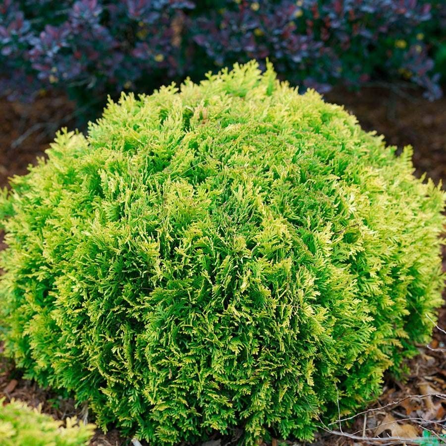 Thuja ANNA'S MAGIC BALL®
