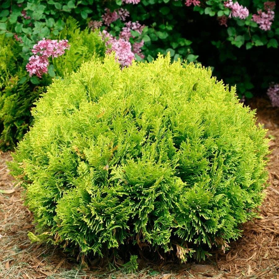 Thuja ANNA'S MAGIC BALL®