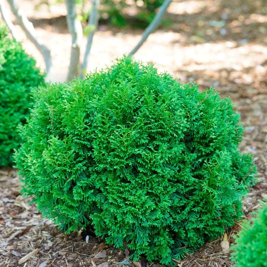 Thuja Tater Tot®