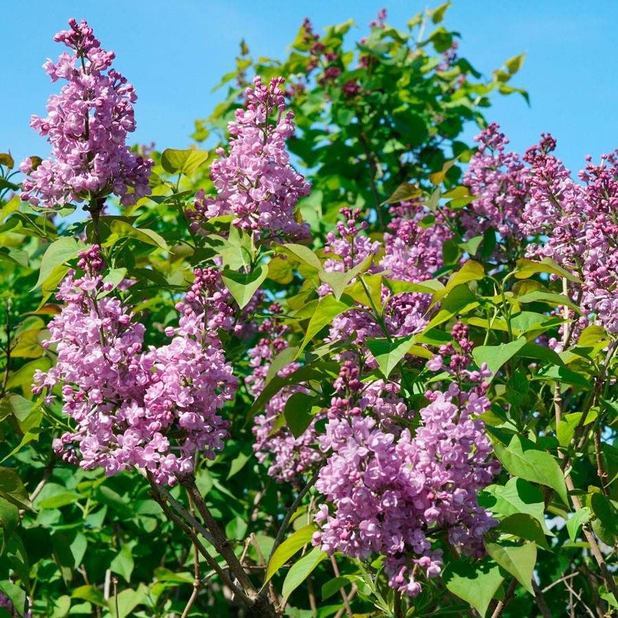 Syringa Scentara® Double Blue