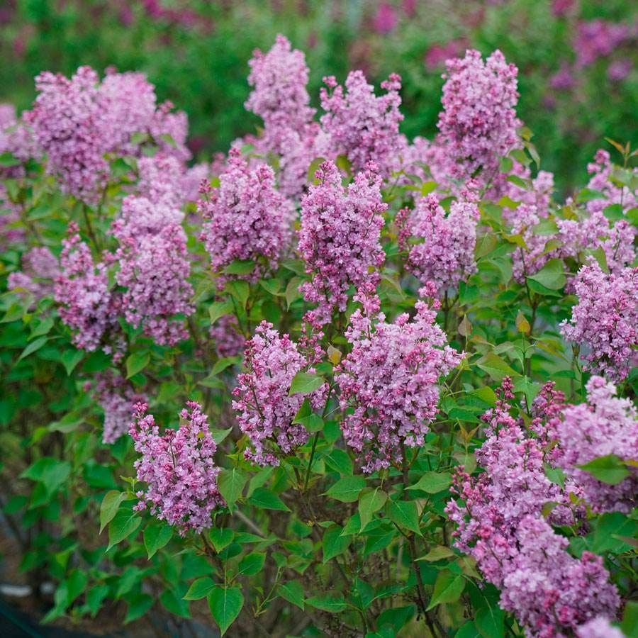 Syringa Scentara® Double Blue