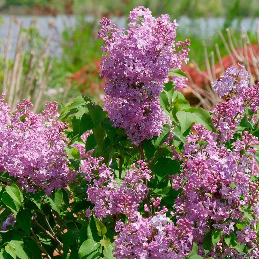 Syringa Scentara® Double Blue