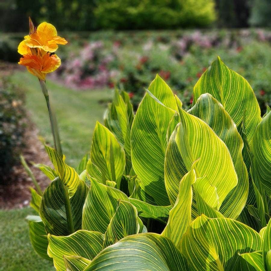 Tropicanna® Gold Canna Lily Bulb