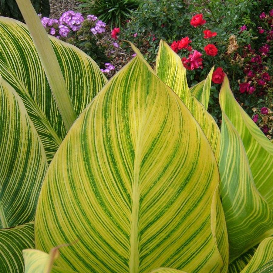 Tropicanna® Gold Canna Lily Bulb