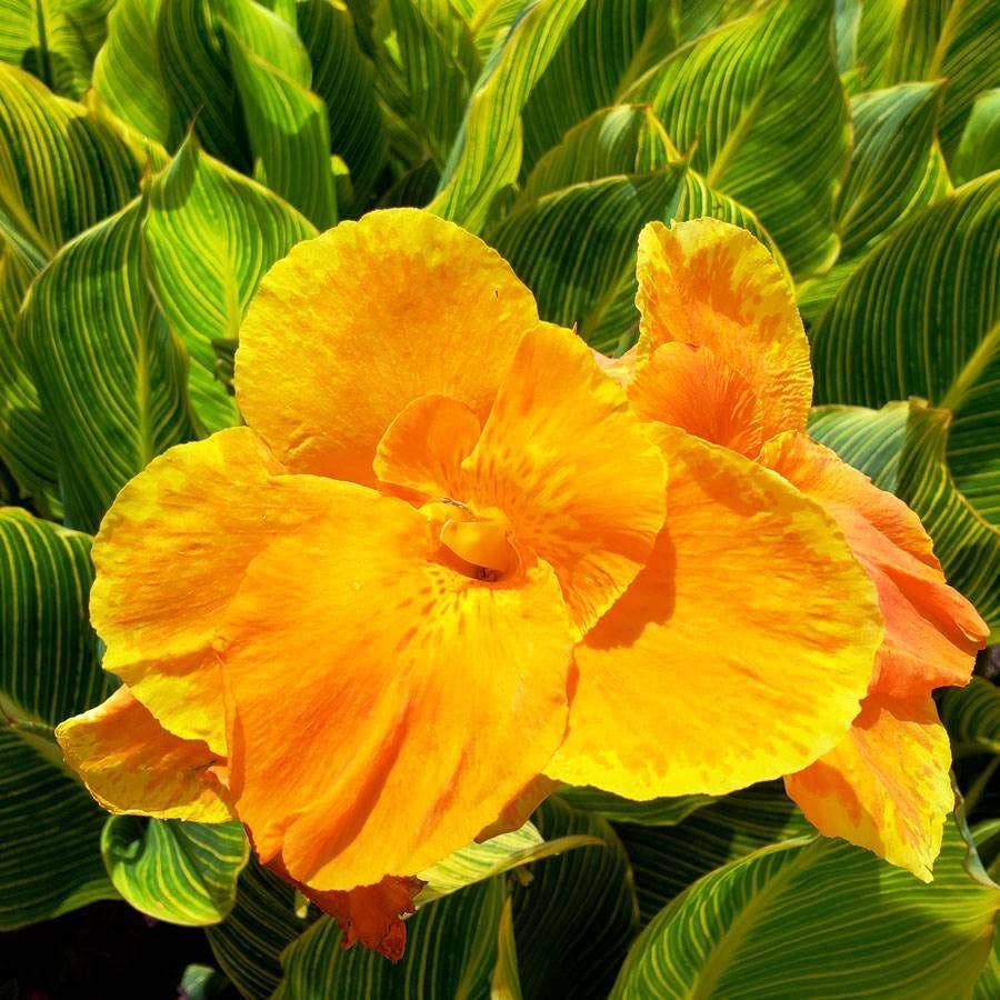 Tropicanna® Gold Canna Lily Bulb