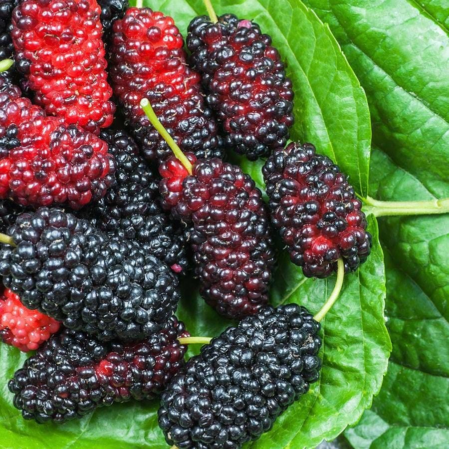 Rubus 'Columbia Giant' Blackberry