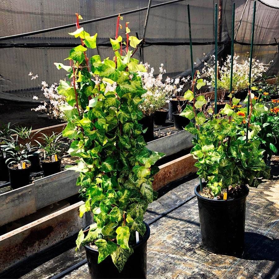 Hedera 'Tropical Blizzard'