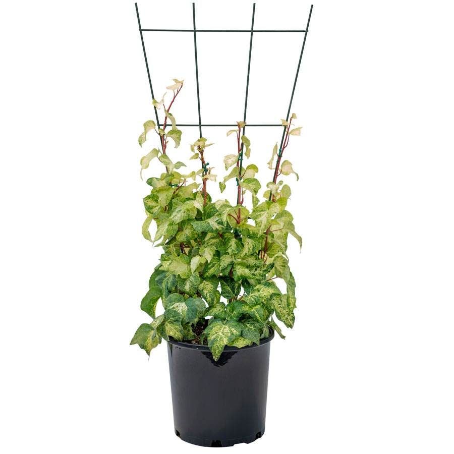 Hedera 'Tropical Blizzard'