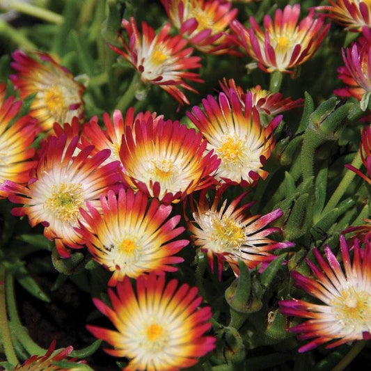 Delosperma 'Jewel of Desert Ruby'