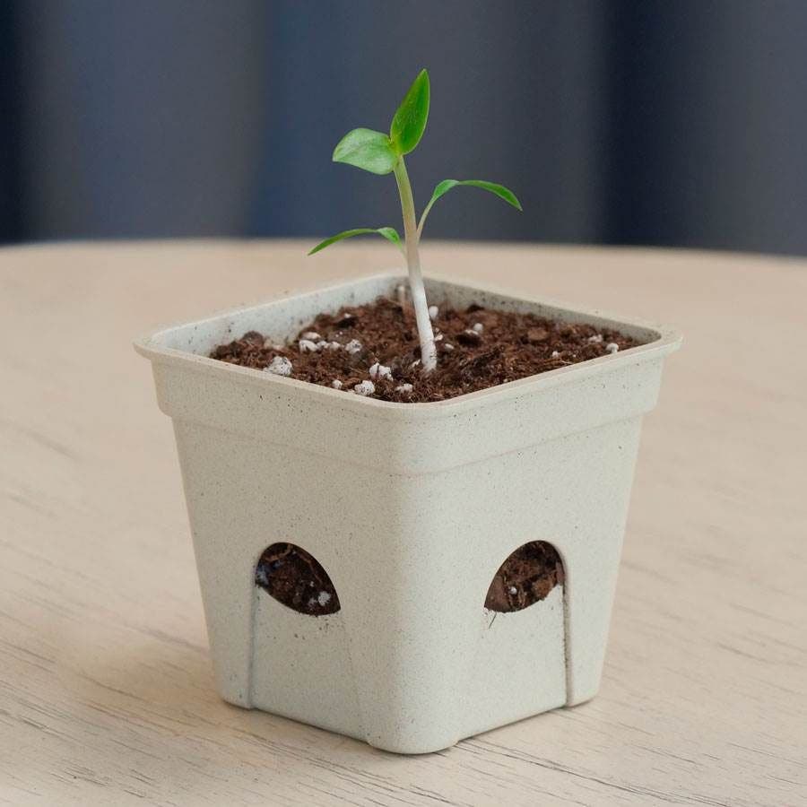 seed starting plant pots Park Seed Seed-Starting Eco Pots 2 Inch Square (6-Pack)