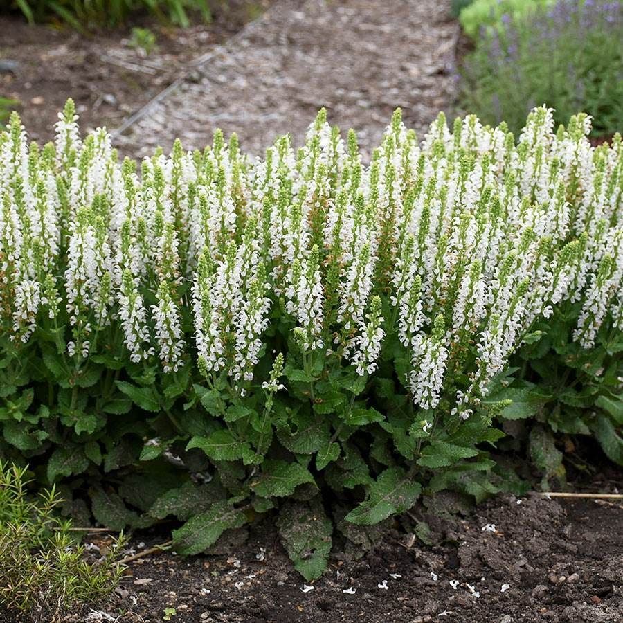 Salvia 'Bumblesnow'