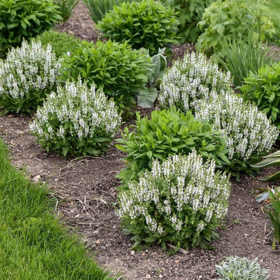 Salvia 'Bumblesnow'