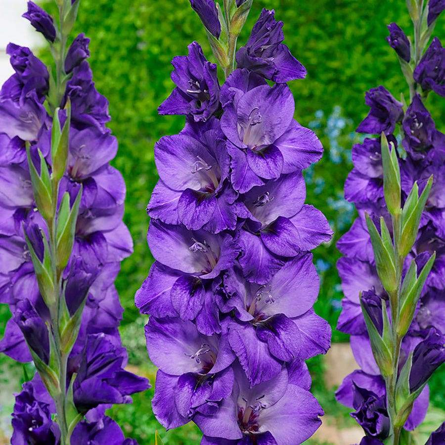 Cookie® Gladiolus Bulbs