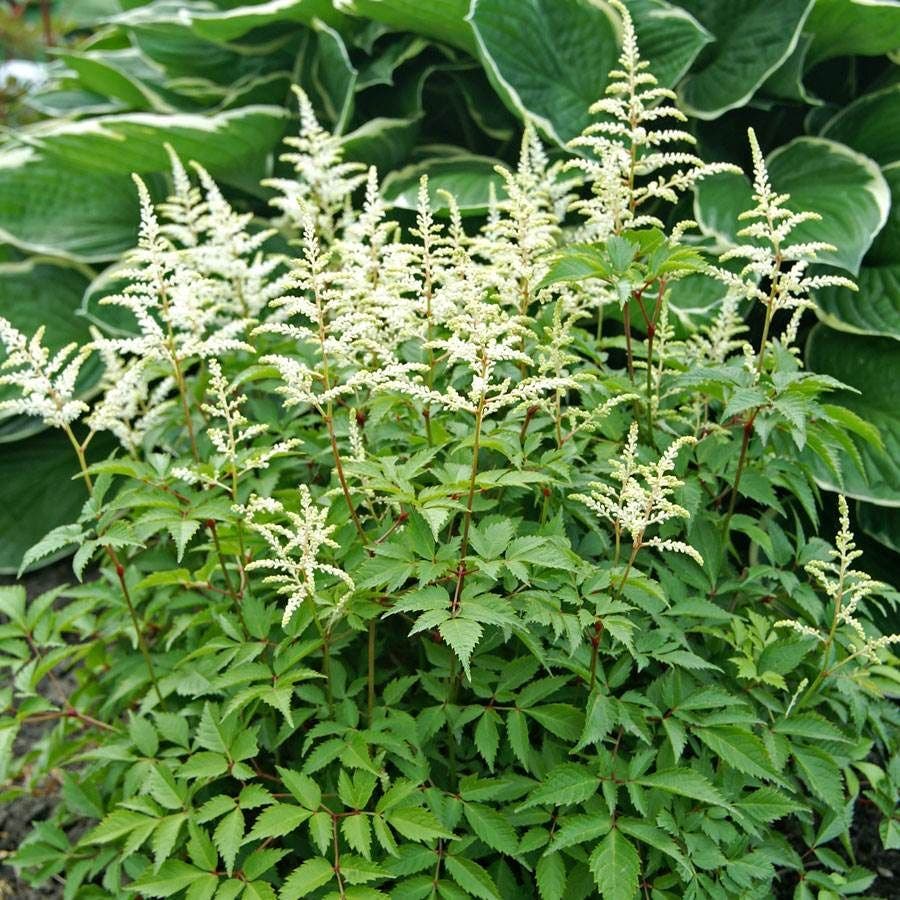 Astilbe 'Washington'