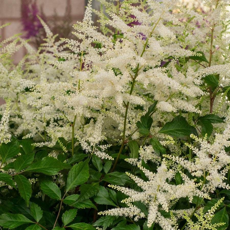 Astilbe 'Washington'
