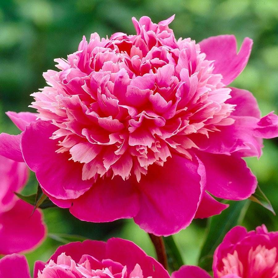 'Madame Emile Debatane' Peony